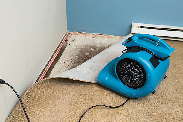 Best Water damage cleanup near me  in Arlington Heights, WA
